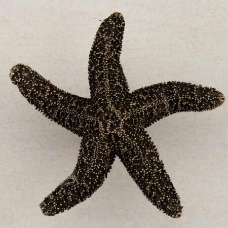 ACORN MFG Artisan Collection Natural Starfish Knob, Antique Brass DPKAP